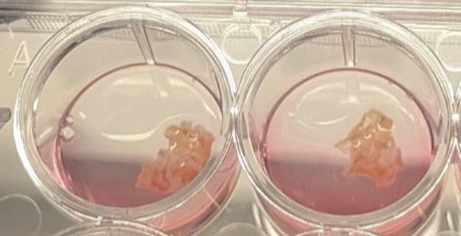 cardiac tissue slices in culture