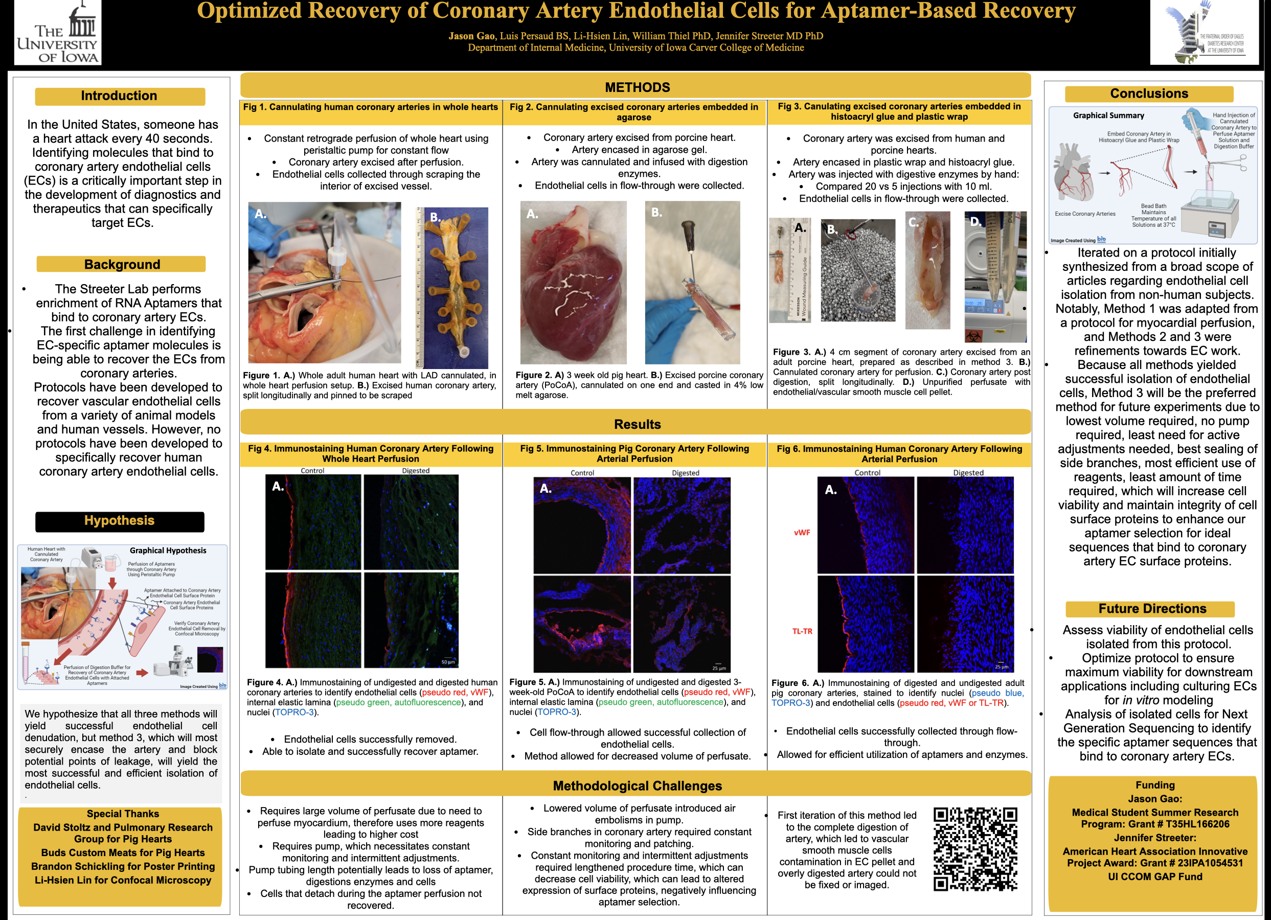Optimized Recovery of Coronary Artery Endothelial Cells for Aptamer-Based Recovery